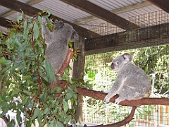 105 Cairns Tropical Zoo